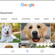 Google, show me some dogs. Image: Screenshot